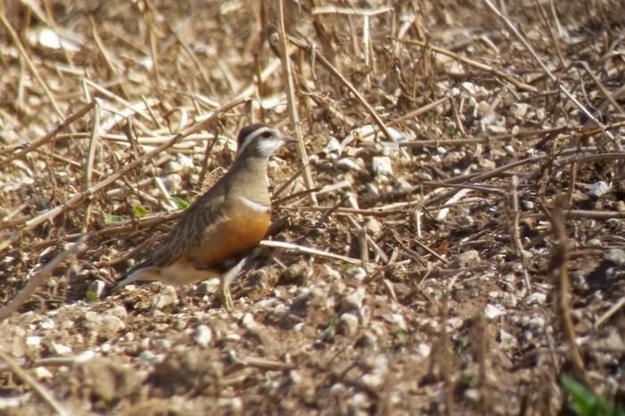 Dotterel