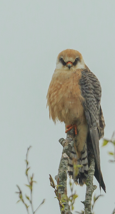 Red-footed Falcon