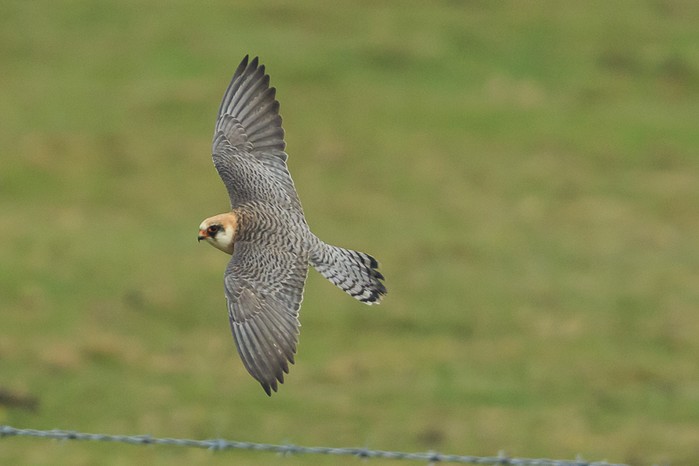Red-footed Falcon