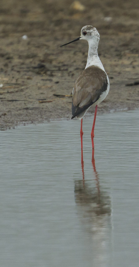 Black-winged Stilt