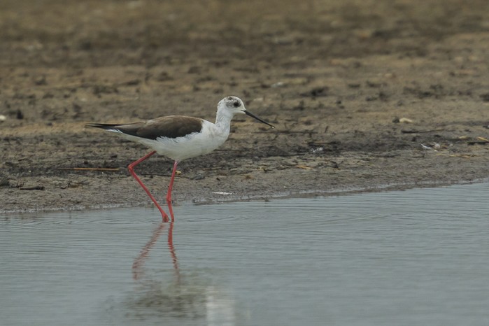 Black-winged Stilt