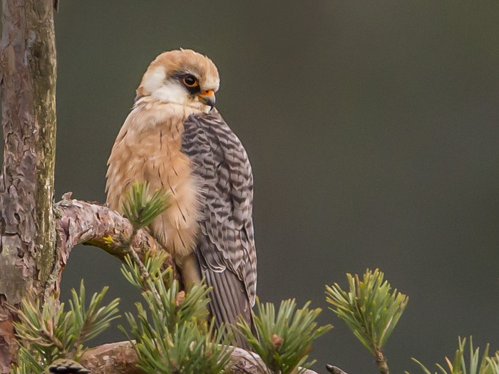 Red-footed Falcon