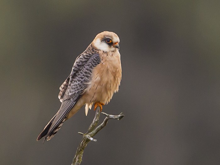 Red-footed Falcon