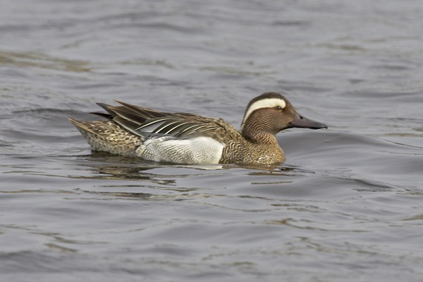 Garganey