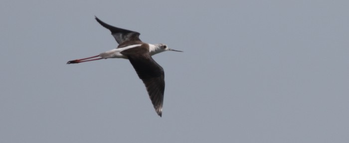 Black-winged Stilt