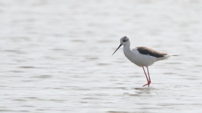 Black-winged Stilt