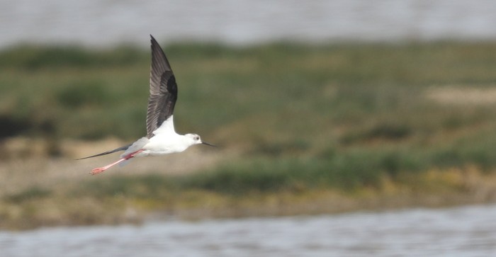 Black-winged Stilt