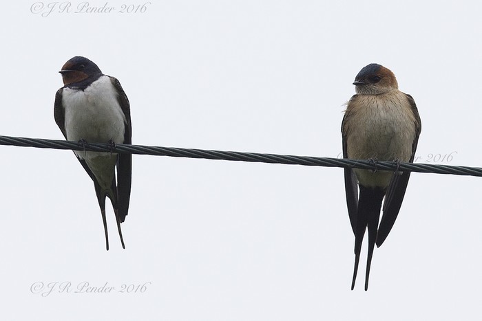 Red-rumped Swallow