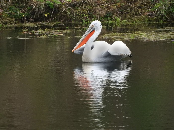 Dalmatian Pelican