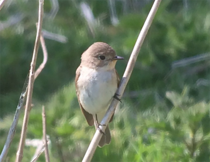 Red-breasted Flycatcher