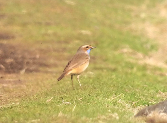Red-spotted Bluethroat