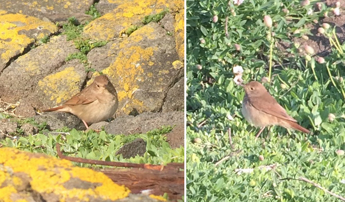 Thrush Nightingale