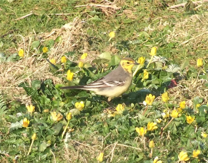 Citrine Wagtail