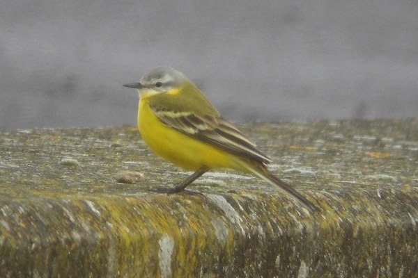 Blue-headed Wagtail