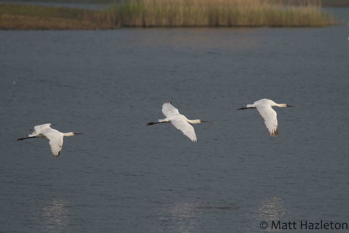 Spoonbill