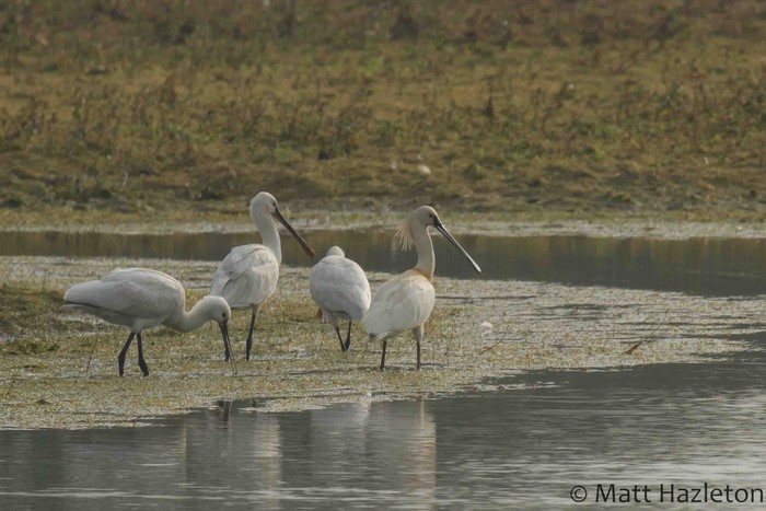 Spoonbill