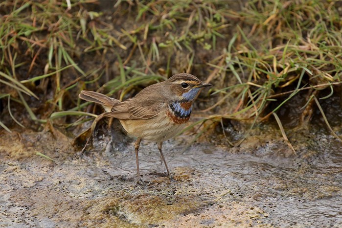 Red-spotted Bluethroat