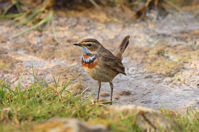 Red-spotted Bluethroat