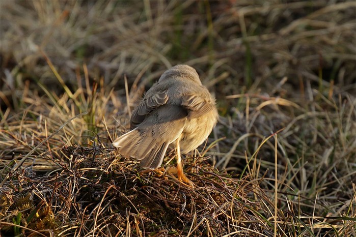 Eastern Subalpine Warbler