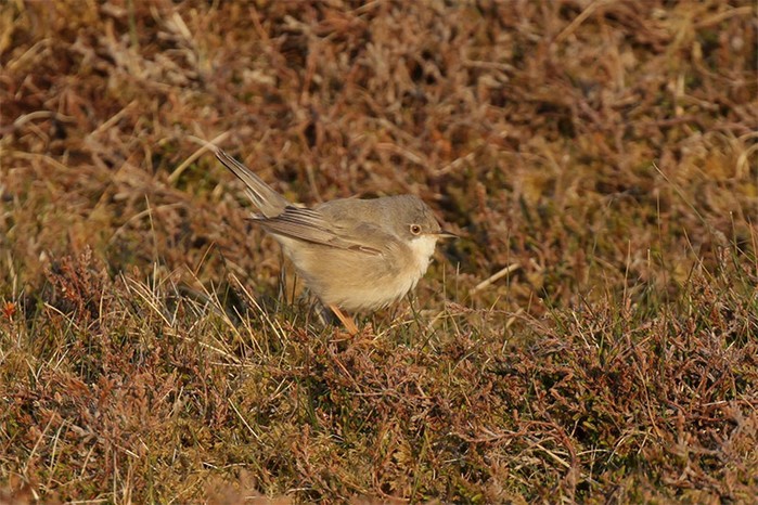 Eastern Subalpine Warbler