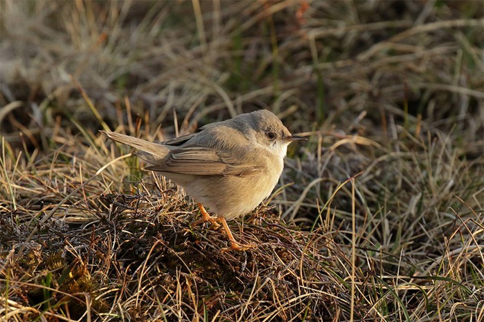 Eastern Subalpine Warbler