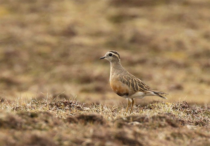 Dotterel
