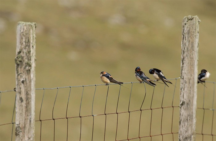 Red-rumped Swallow