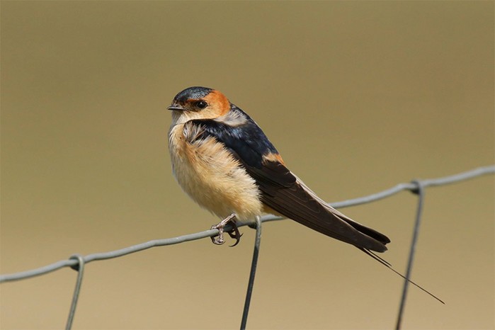 Red-rumped Swallow