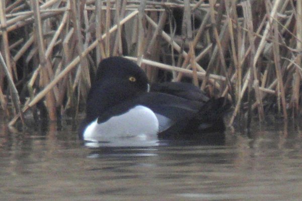 Ring-necked Duck