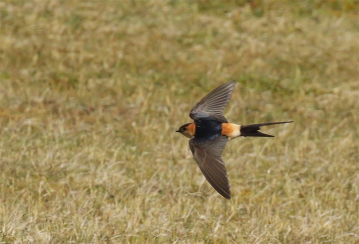 Red-rumped Swallow
