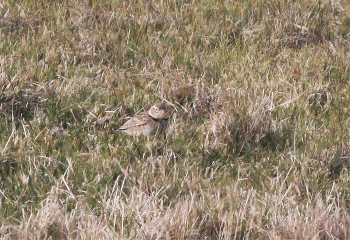 Calandra Lark