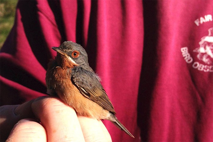 Western Subalpine Warbler