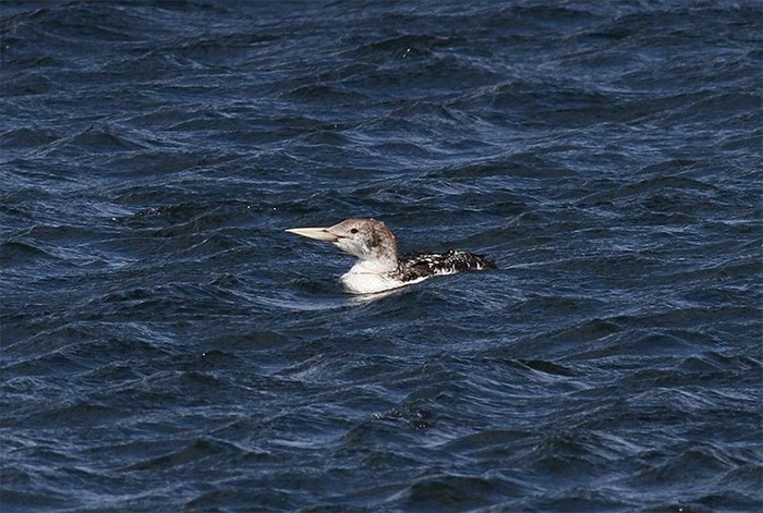 White-billed Diver