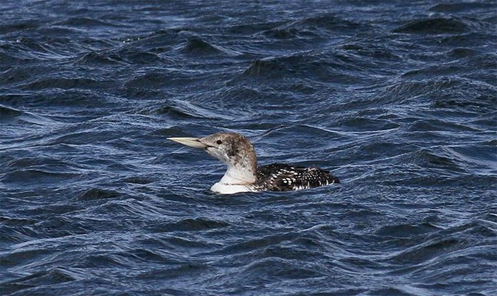 White-billed Diver