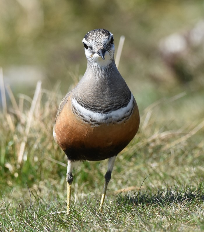 Dotterel
