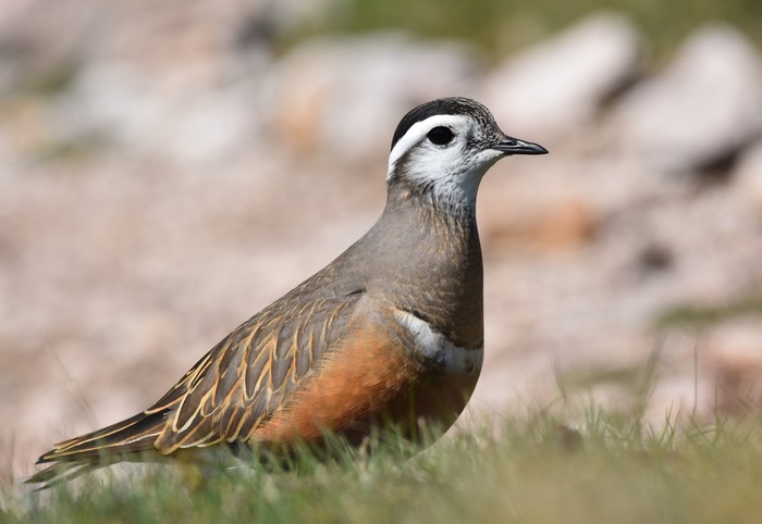 Dotterel