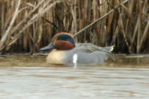 Green-winged Teal