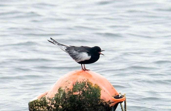 White-winged Black Tern