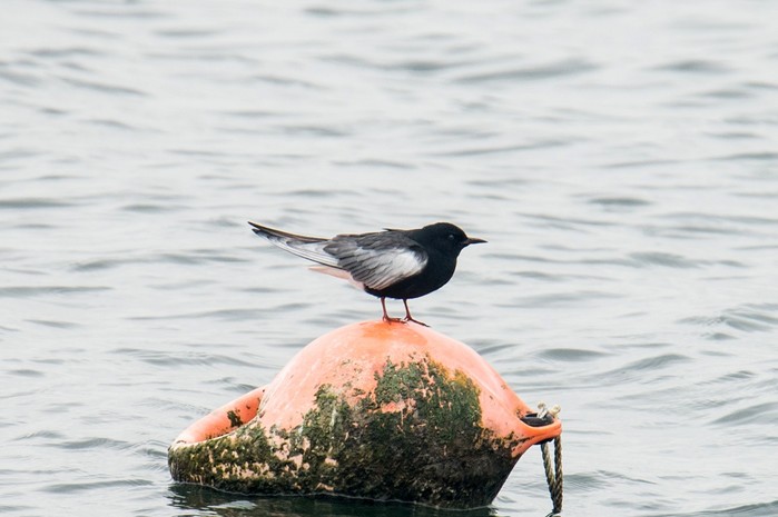White-winged Black Tern