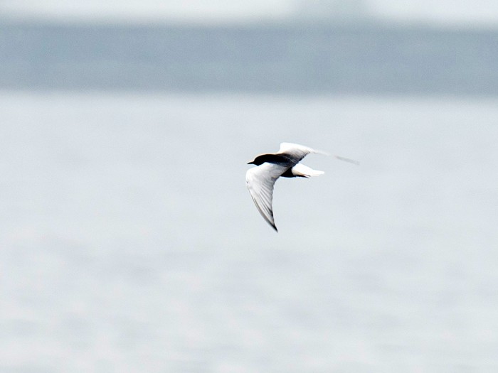 White-winged Black Tern