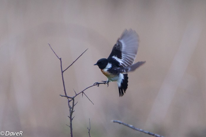 Caspian Stonechat