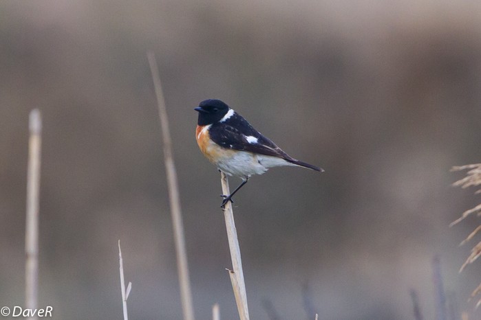 Caspian Stonechat