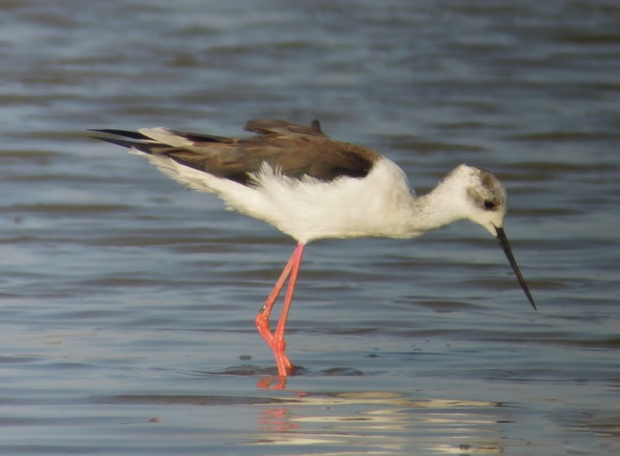 Black-winged Stilt