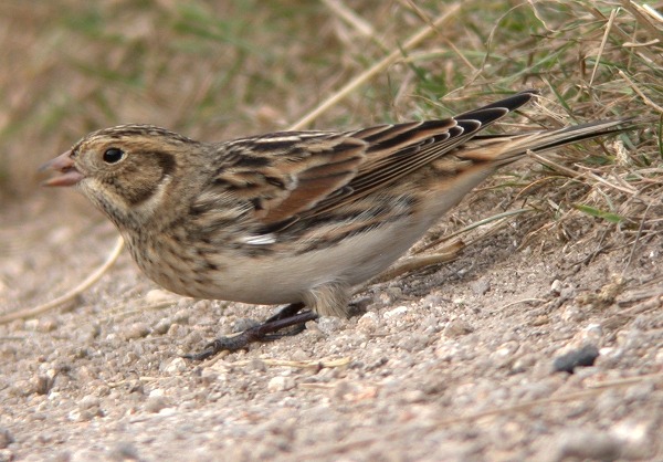 Lapland Bunting