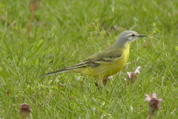 Blue-headed Wagtail