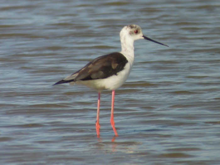 Black-winged Stilt