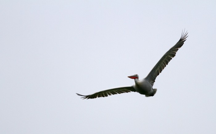 Dalmatian Pelican