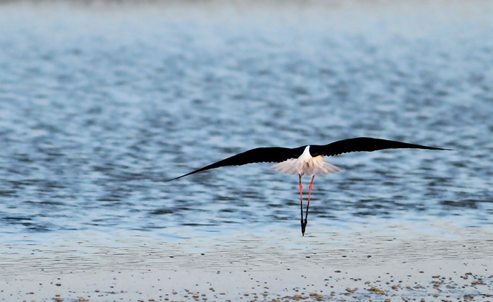 Black-winged Stilt
