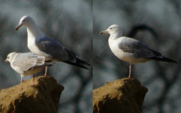 Caspian Gull