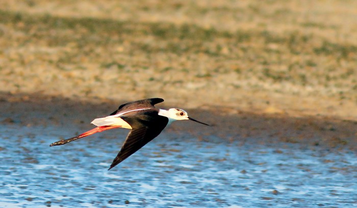 Black-winged Stilt